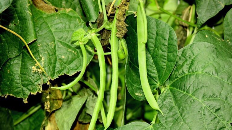 Pole Beans: Everything To Know About Growing Vertical