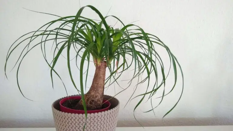 Planting, Growing, and Caring for Ponytail Palm Trees