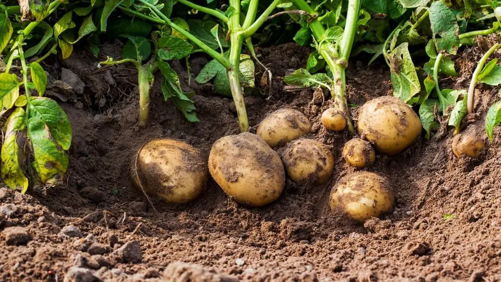 Tips for Cleaning and Curing Potatoes After Harvest