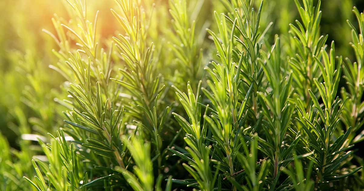 Understanding the Growth Cycle of Rosemary