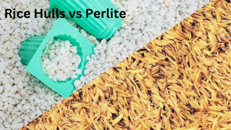 Rice Hulls vs Perlite: Which 1 is the Better Choice for Hydroponics?