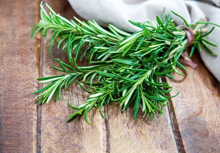 Rosemary Cultivation: From Planting to Harvest