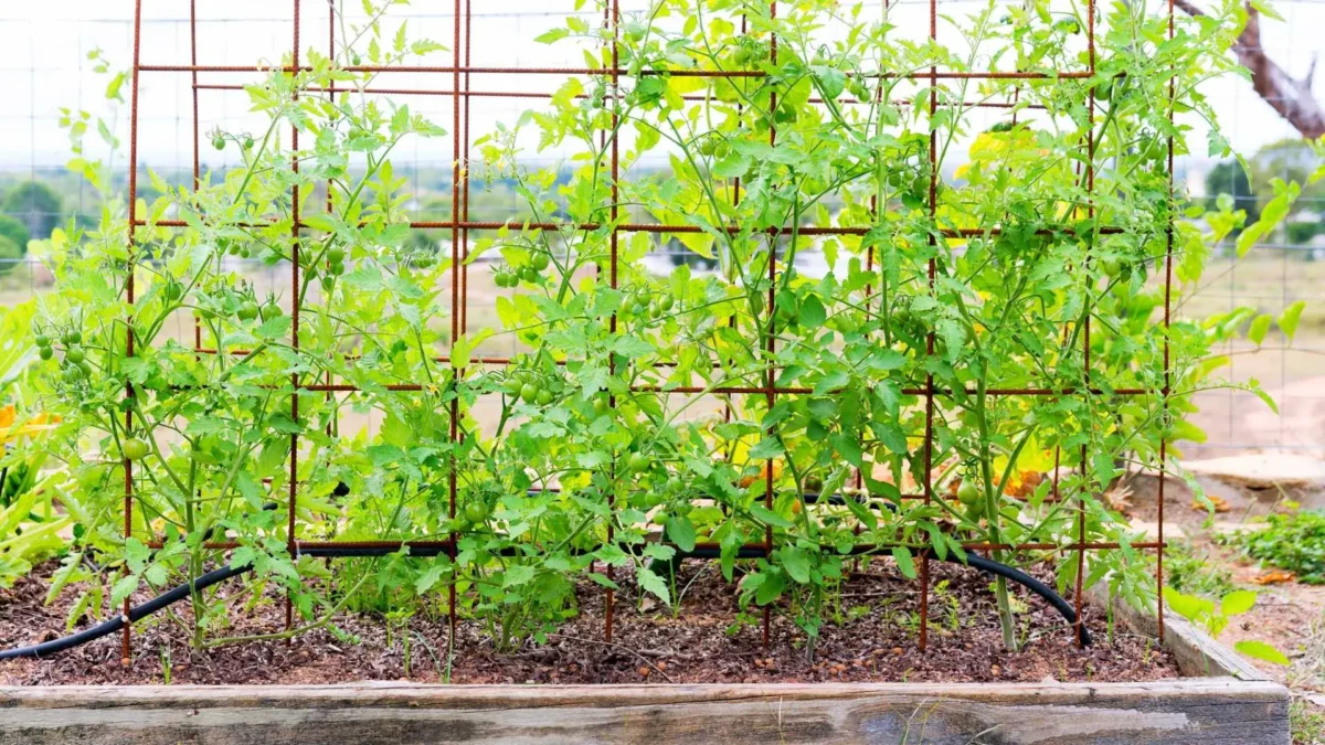 Spacing and Staking Tomatoes in Raised Beds