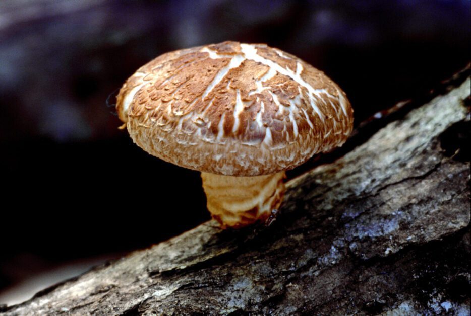 Understanding the Shiitake Mushroom: An Overview