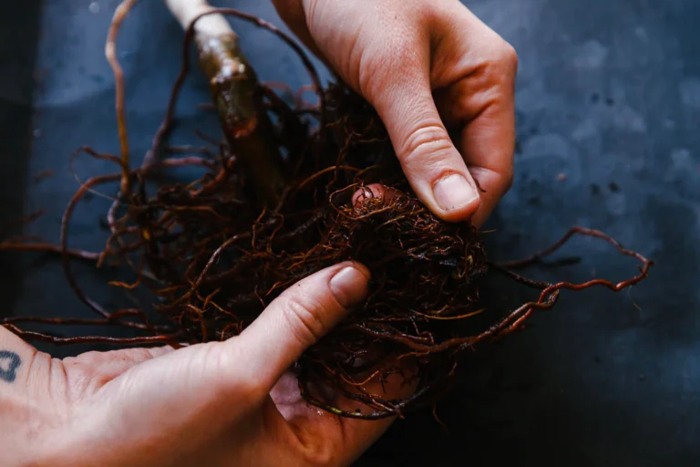 Root Rot Diagnosis and Prevention Techniques
