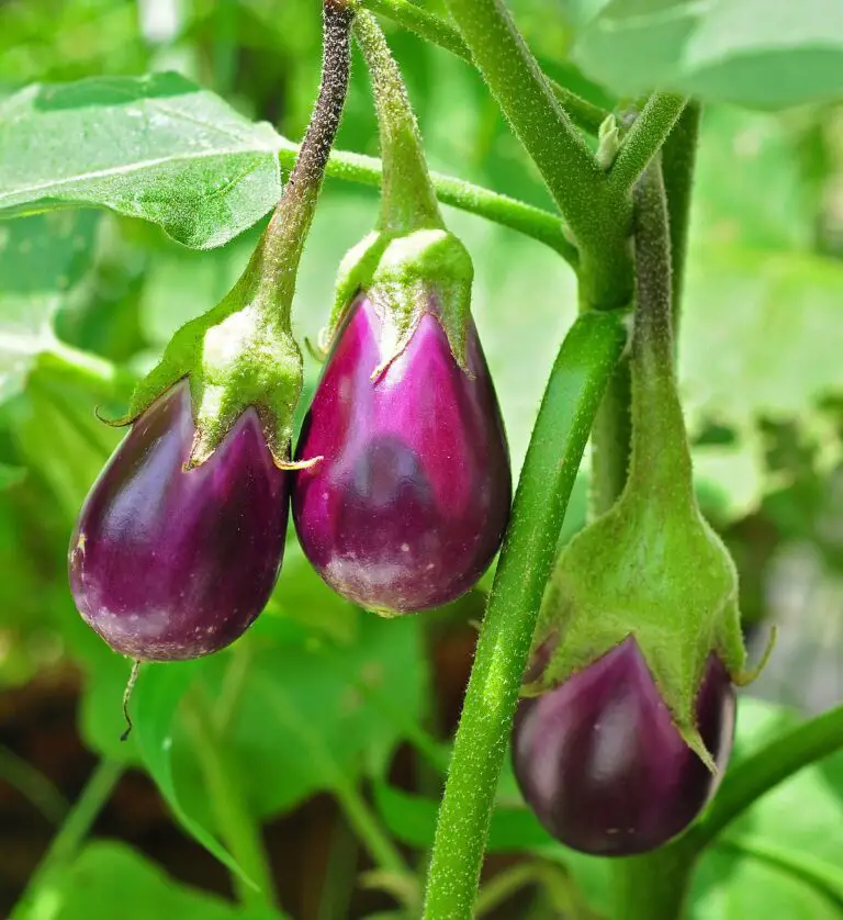 Growing Eggplant: Give These Veggies a Try!