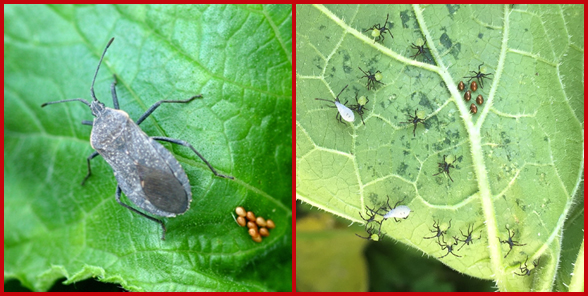 Identifying the Signs of Squash Bug Infestation