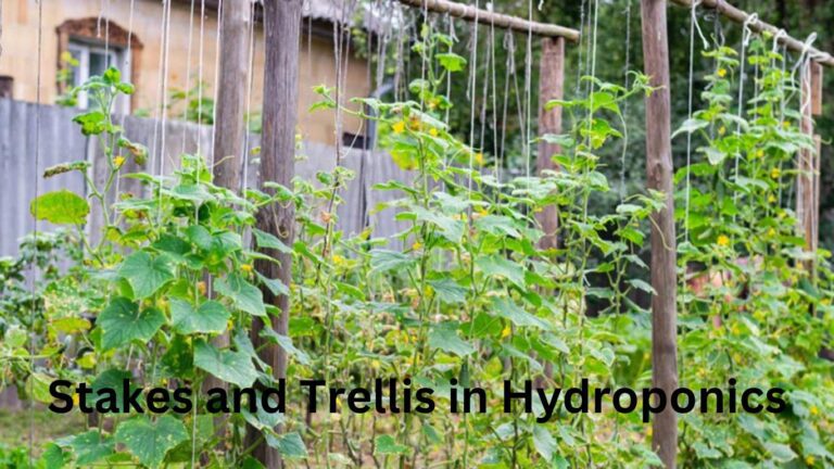 Best Way to Support Your Plants with Stakes and Trellis in Hydroponics