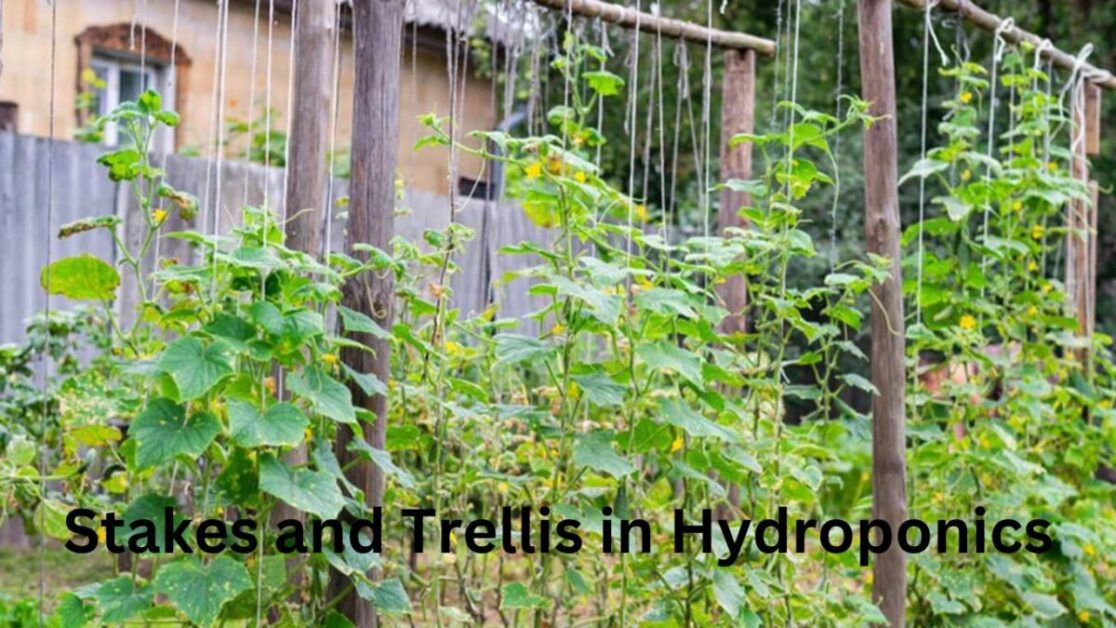 Stakes and Trellis in Hydroponics