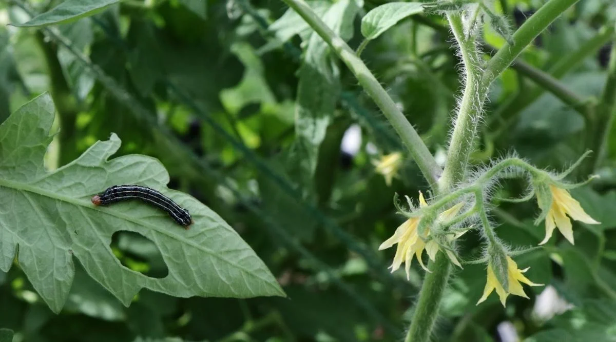 Pests and Diseases: Potential Causes of Tomato Plant Flowering Issues