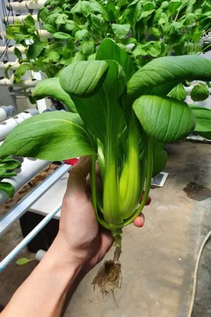 Step-by-Step Guide to Growing Bok Choy with Hydroponics