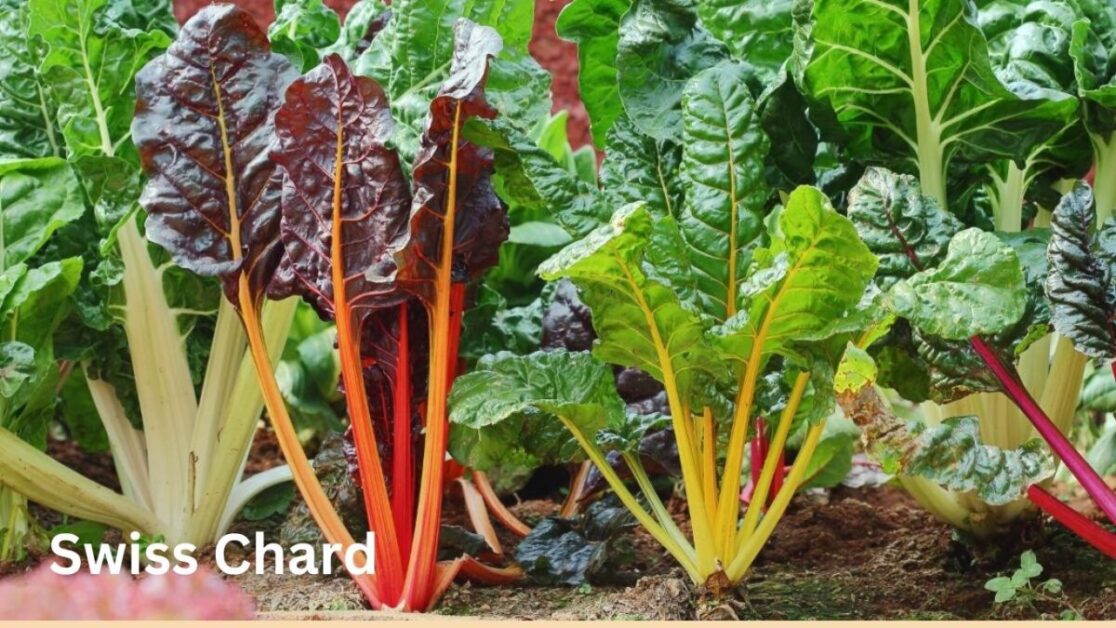 Swiss Chard: Growing Leafy Greens and Vibrant Stems