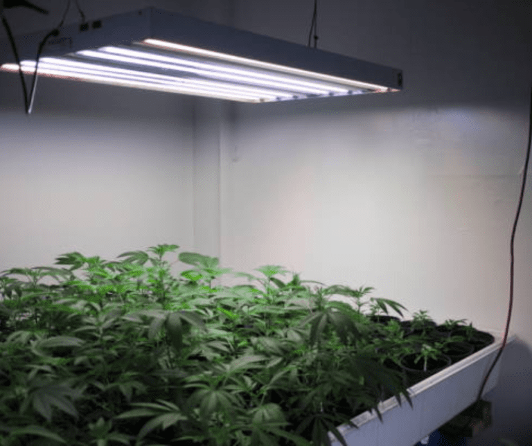 Top T5 Grow Lights for Indoor Gardening