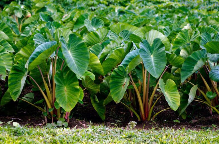 Taro Plant: Grow Your Own Backyard Poi