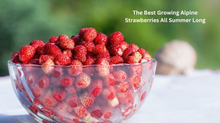 The Best Growing No. 1 Alpine Strawberries All Summer Long