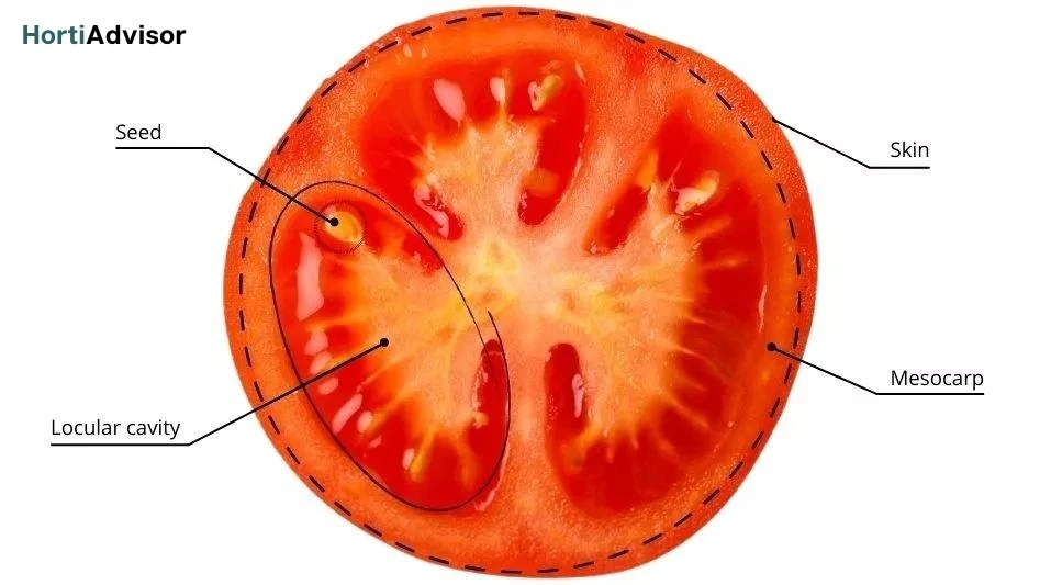 Understanding the Anatomy of a Tomato