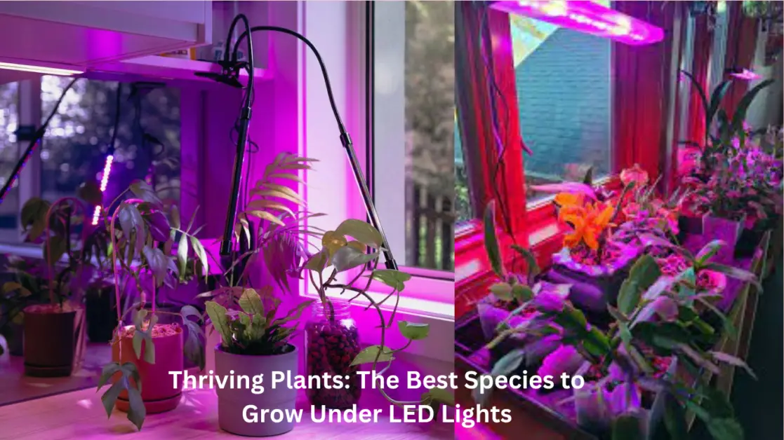 Thriving Plants: The Best Species to Grow Under LED Lights