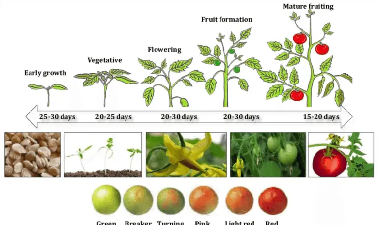 Enhance Tomato Growth with These Companion Plants