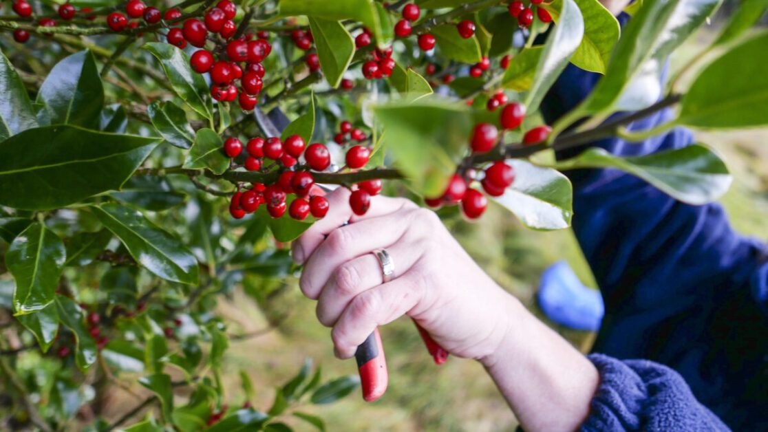 Pruning Holly Trees: Best Practices