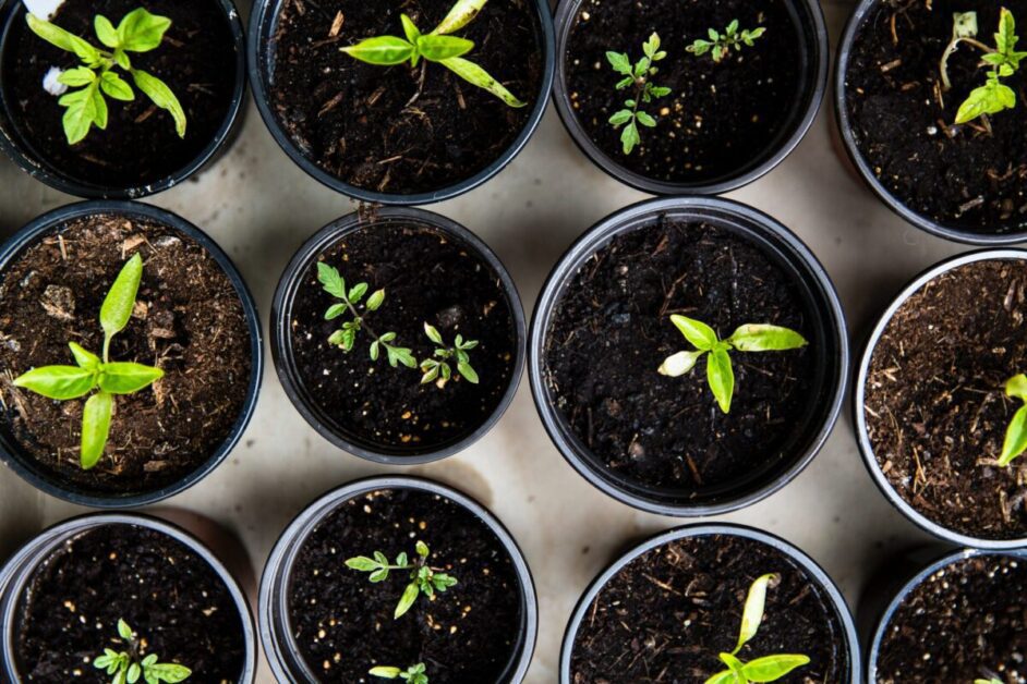Choosing the Right Containers for Seedlings