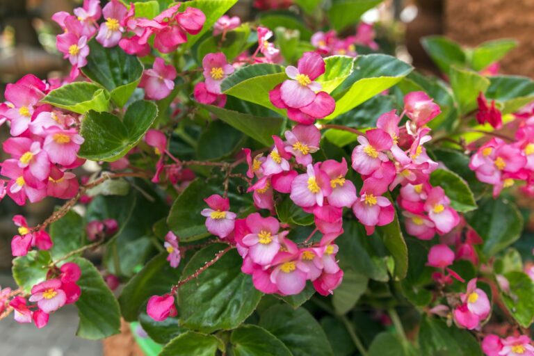 Begonias: A Guide to Growing and Care