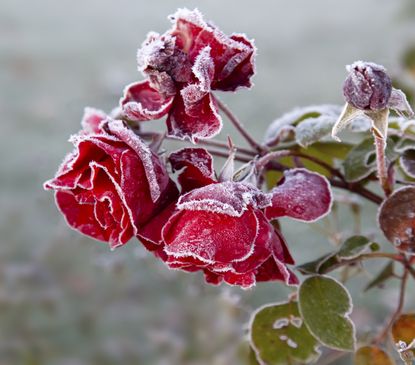 Shield Plants from Frost