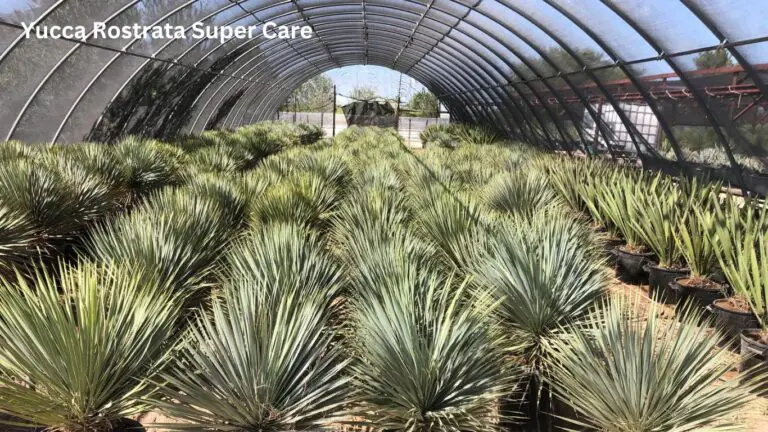 Yucca Rostrata Super Care: No. 1 Growing the Blue Beaked Yucca