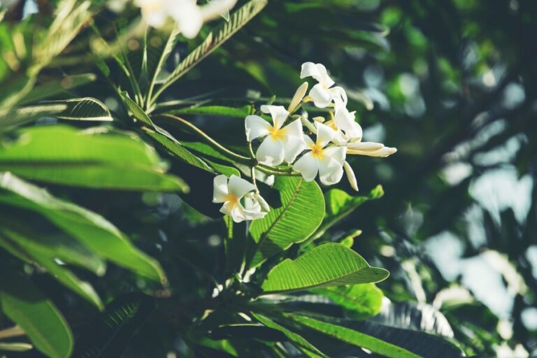 Arabian Jasmine: Cultivating Fragrant Blooms
