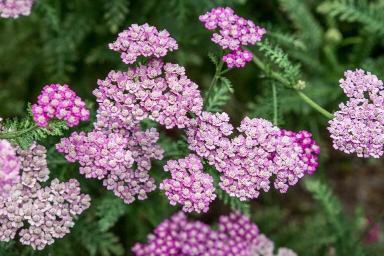 Yarrow: Planting, Growing, and Care