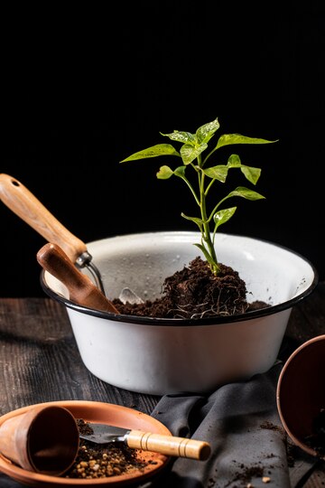 Soaking the Seeds for Optimal Germination