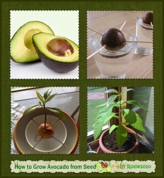 Preparing the Soil for Successful Avocado Growth