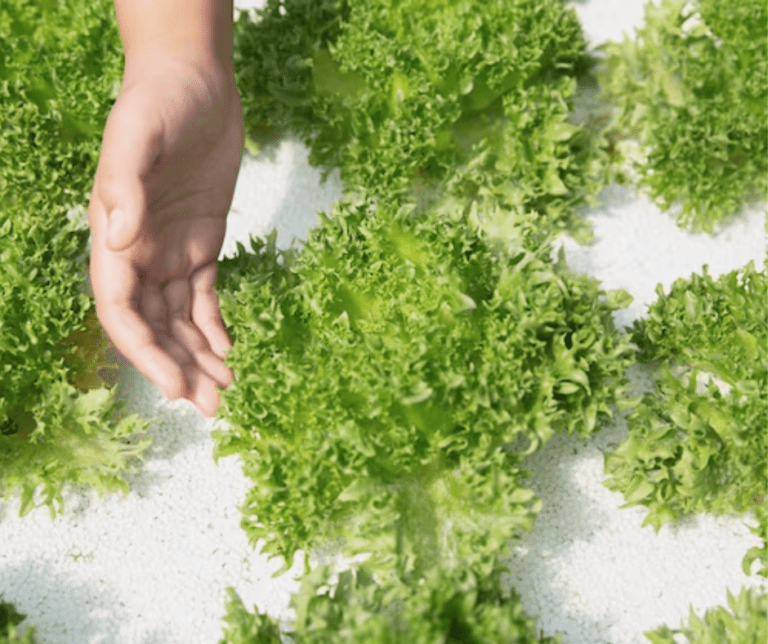 Cultivating Baby Butter Lettuce Microgreens