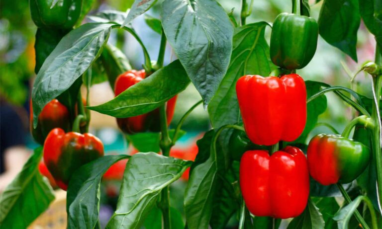Bell Peppers: A Step-by-Step Guide to Planting and Care
