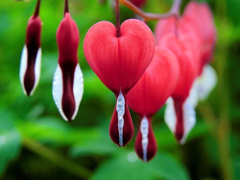 The Origin and History of the Bleeding Heart Flower