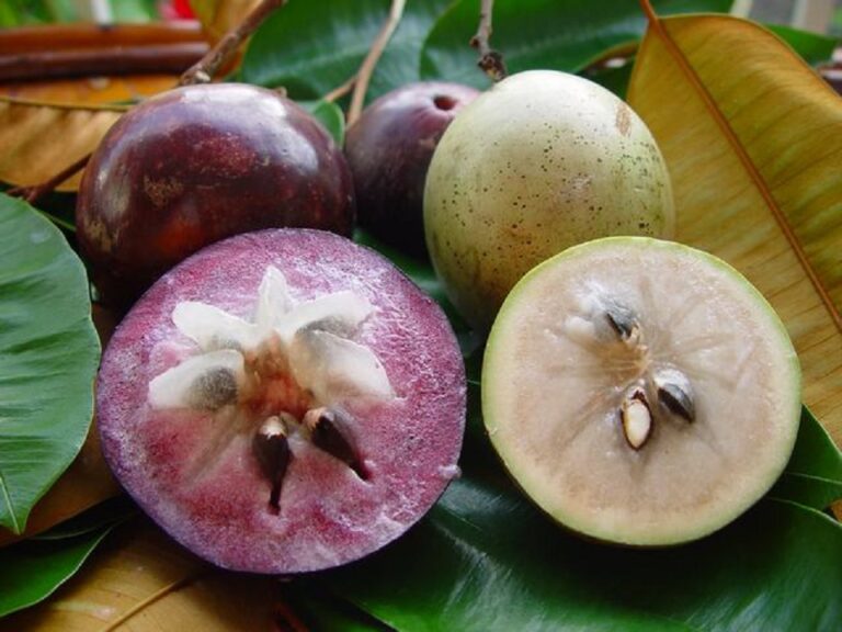 Growing Star Apple: A Fruit You’ve Never Heard Of