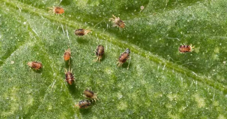 Spider Mites: How to Spot and Wipe Them Out from Your Garden