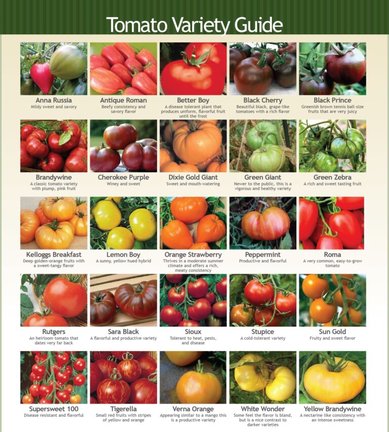 Types of Tomatoes and Their Characteristics