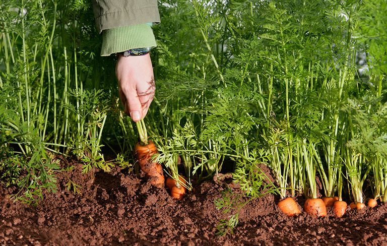 Maximizing Carrot Yields with Complementary Plantings