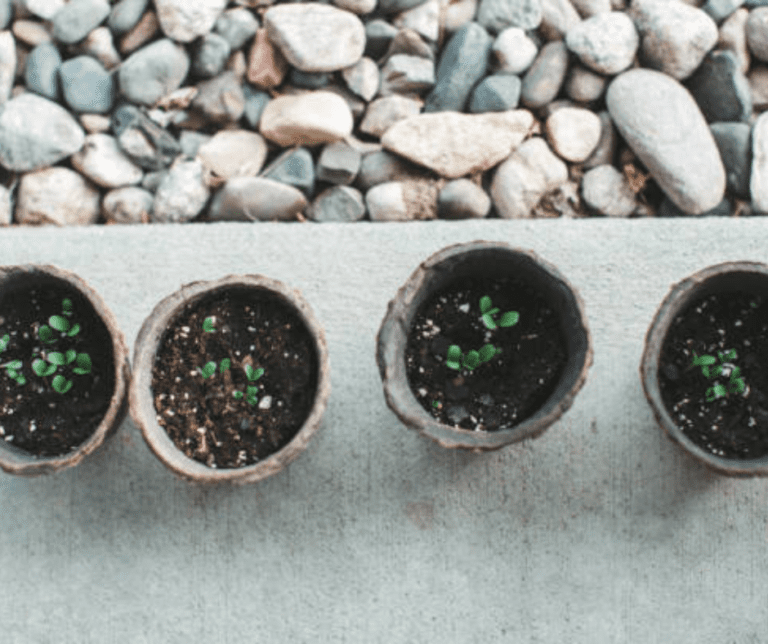 Grow Medias: Clay Pebbles vs Growstones: Which One is Better for Your Hydroponic System?