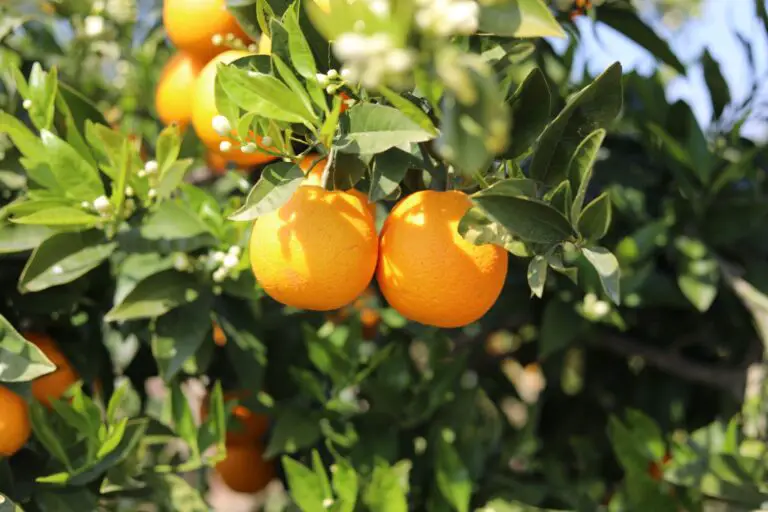 Clementine Tree: Growing the Cutest Treat
