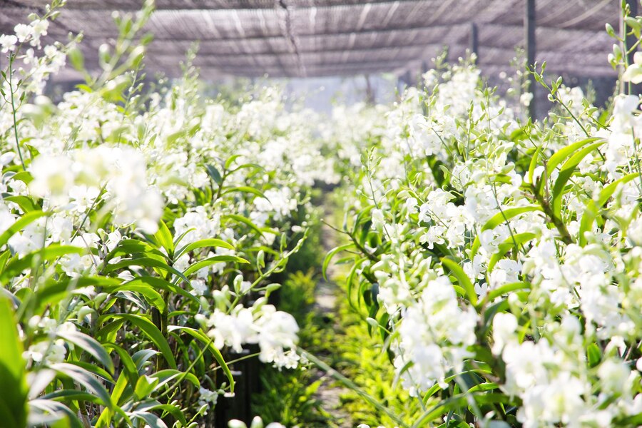 Propagation methods for expanding your Arabian Jasmine collection