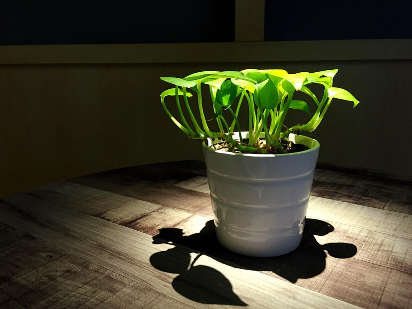 Overcoming Grow Lights Drawbacks for Healthier Plants