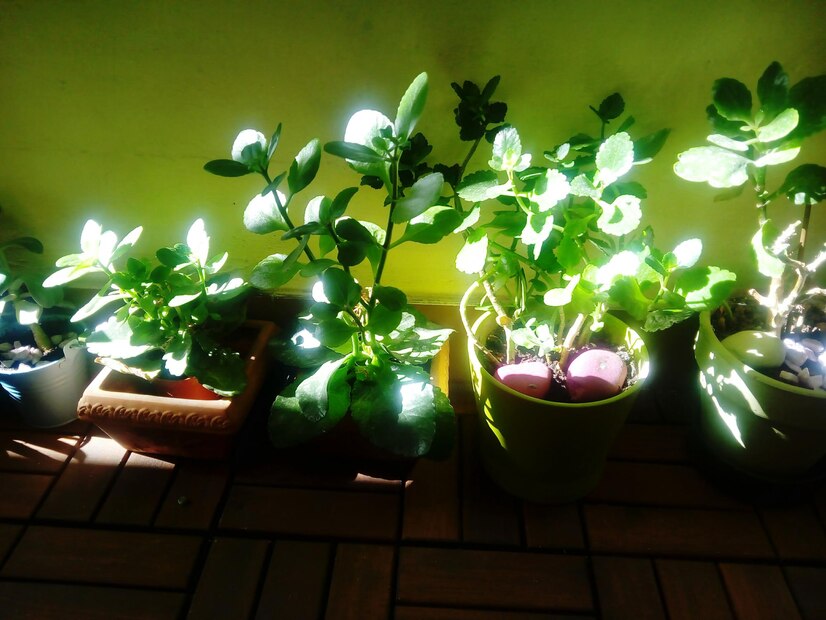 Managing the distance between plants and grow lights