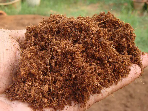 Keeping Coco Coir Moist During Hot Weather Conditions