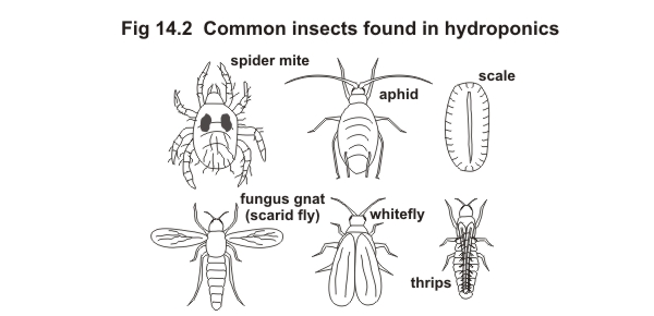 Common Plant Diseases and Pests in Hydroponics