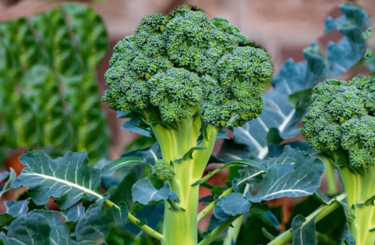 Growing Broccoli: A Guide to Tasty “Trees”