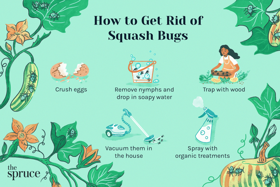 Natural Ways to Control Squash Bug Infestations