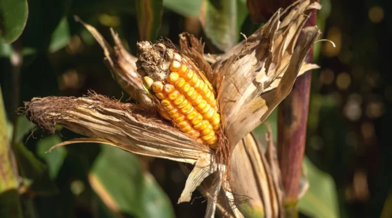When To Harvest Corn For Perfect Ears