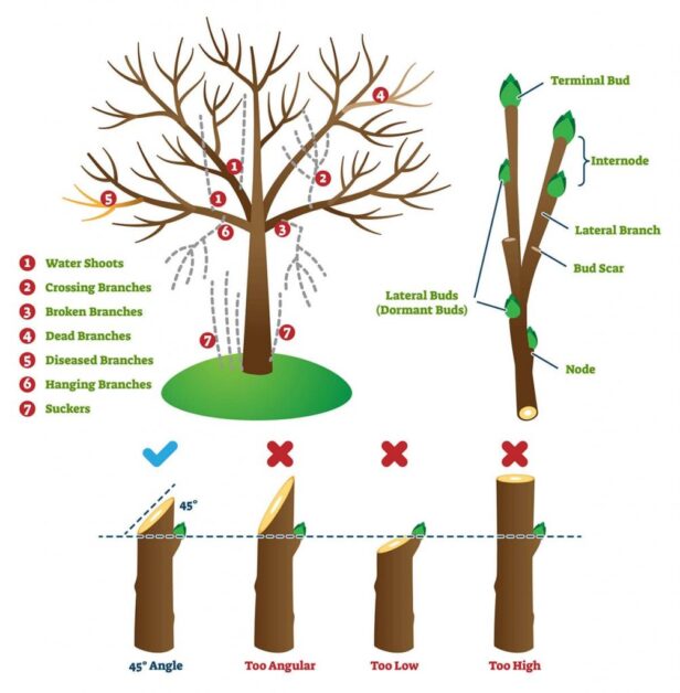 Pruning Techniques to Enhance the Growth of Pink Lemonade Trees