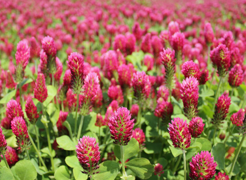 Benefits of Using Red Clover as a Cover Crop